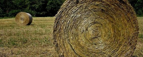 round hemp fiber bales in a field