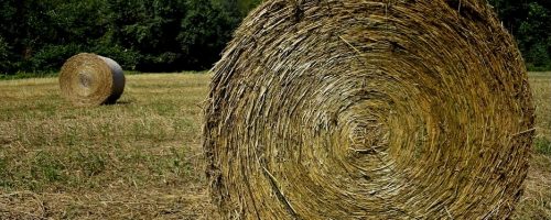 round hemp fiber bales in a field