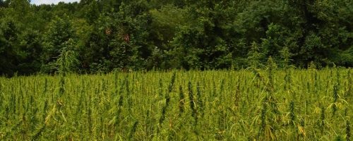 a hemp fiber field