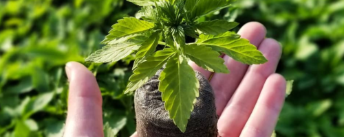 a hand holding a hemp seedling